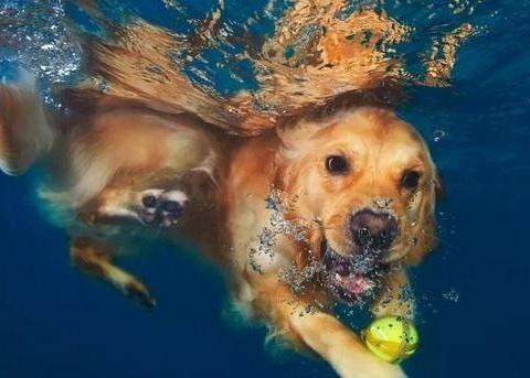 看点新闻：贵阳鸡跑什么地方去了？2025年实测常见原因与寻回指南