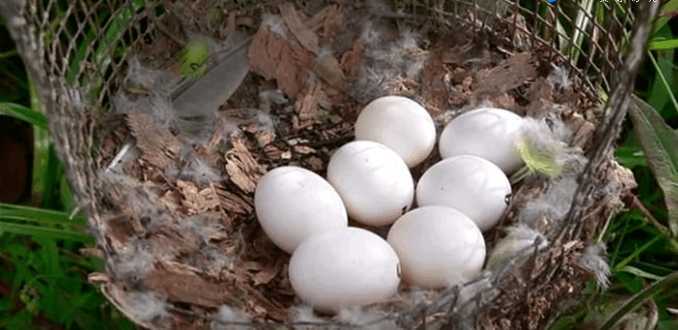 男子野外发现白色鸟蛋, 没想到孵化出绿色小鸟