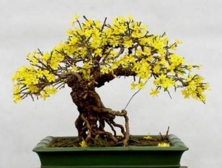 迎春花的修剪技巧时间选错了小心来年没花看