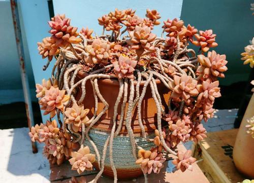 新手养不好多肉不妨试试姬胧月好养护上色美长成群生小老桩