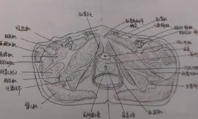 医学生手绘解剖图如印刷版,网友感叹:有种灵魂画手叫医学生