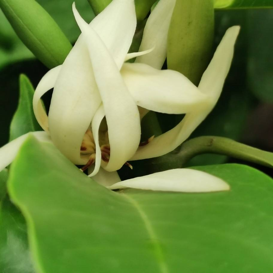 在还没有进阶养花大神时,4种花还是要慎买,基本上买一盆死一盆休闲区蓝鸢梦想 - Www.slyday.coM 在还没有进阶养花大神时,4种花还是要慎买,基本上买一盆死一盆休闲区蓝鸢梦想 - Www.slyday.coM