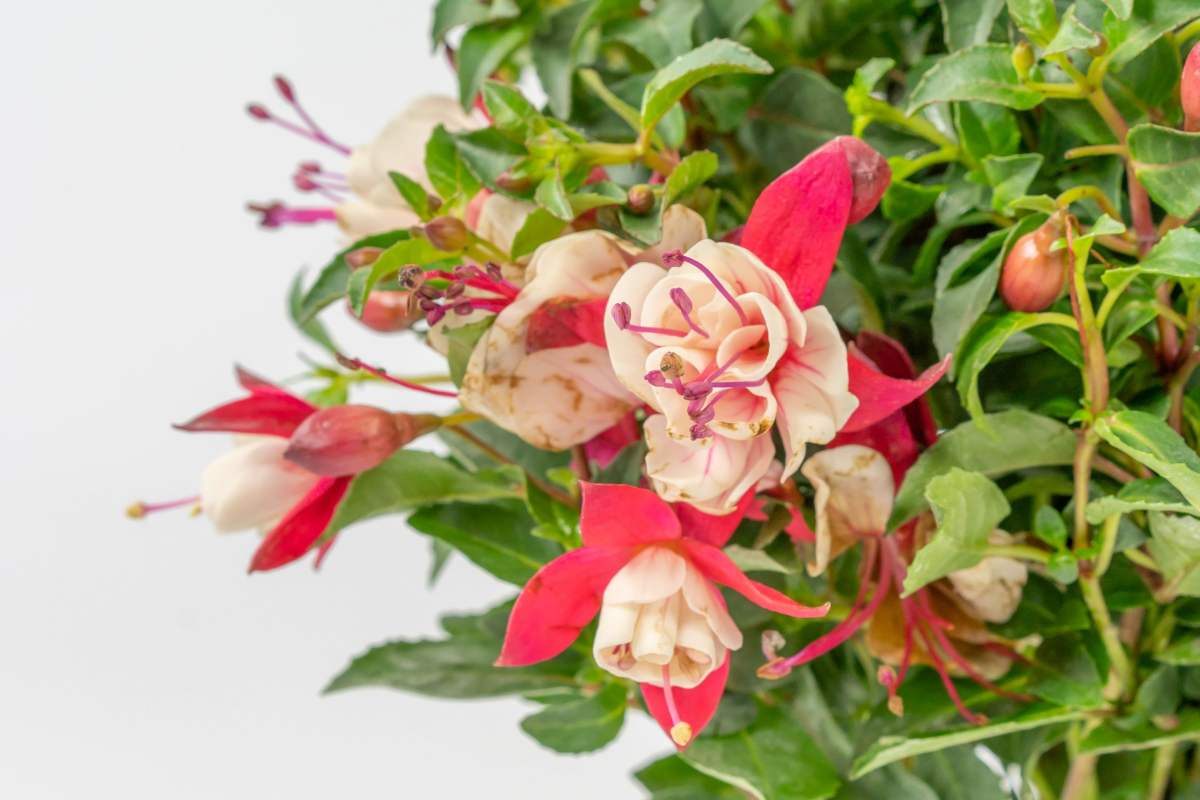 在还没有进阶养花大神时,4种花还是要慎买,基本上买一盆死一盆休闲区蓝鸢梦想 - Www.slyday.coM 在还没有进阶养花大神时,4种花还是要慎买,基本上买一盆死一盆休闲区蓝鸢梦想 - Www.slyday.coM