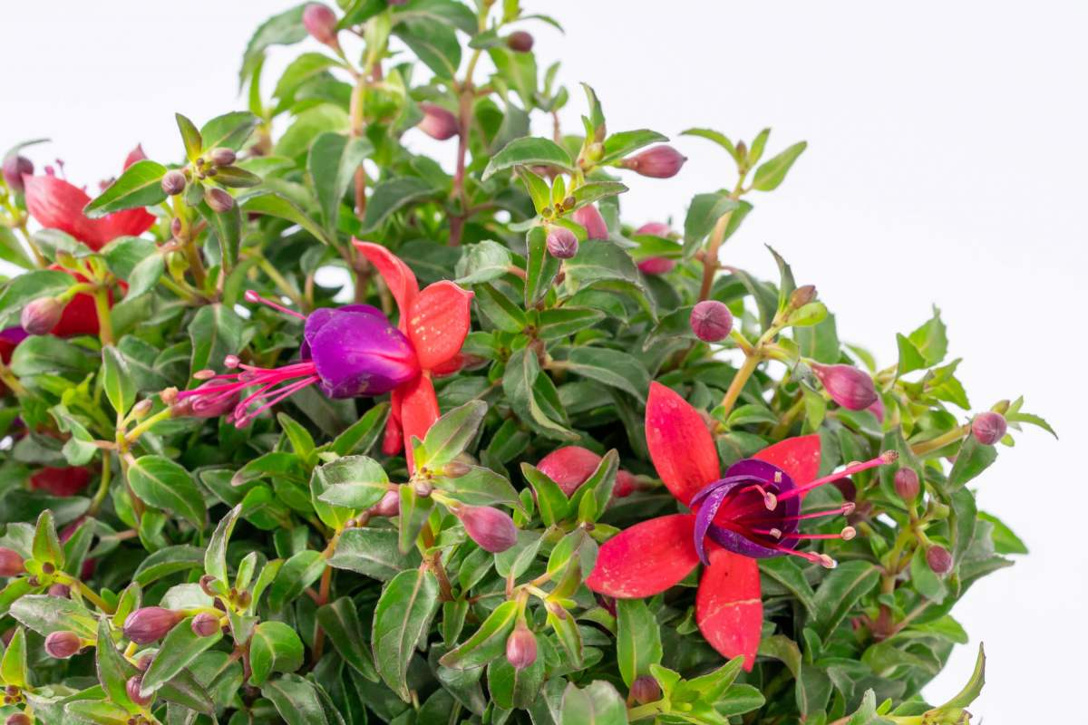 在还没有进阶养花大神时,4种花还是要慎买,基本上买一盆死一盆休闲区蓝鸢梦想 - Www.slyday.coM 在还没有进阶养花大神时,4种花还是要慎买,基本上买一盆死一盆休闲区蓝鸢梦想 - Www.slyday.coM