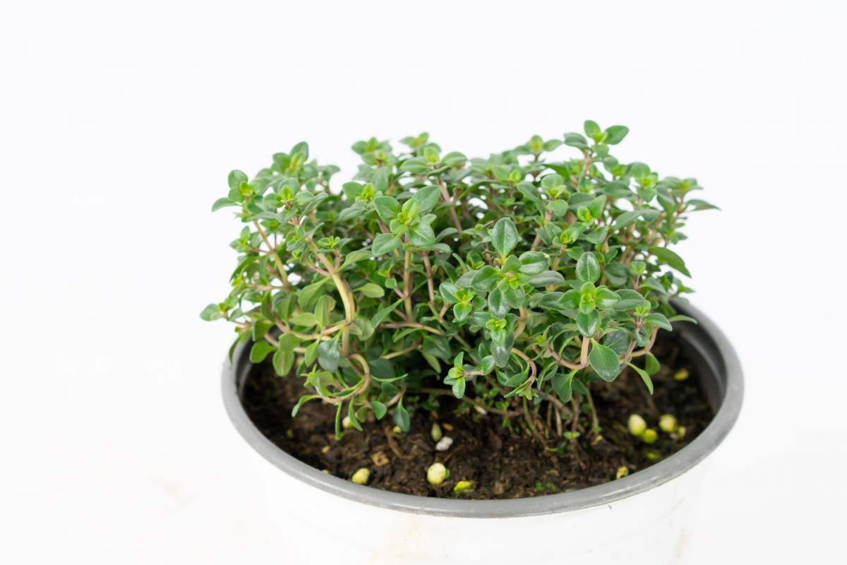 在还没有进阶养花大神时,4种花还是要慎买,基本上买一盆死一盆休闲区蓝鸢梦想 - Www.slyday.coM 在还没有进阶养花大神时,4种花还是要慎买,基本上买一盆死一盆休闲区蓝鸢梦想 - Www.slyday.coM