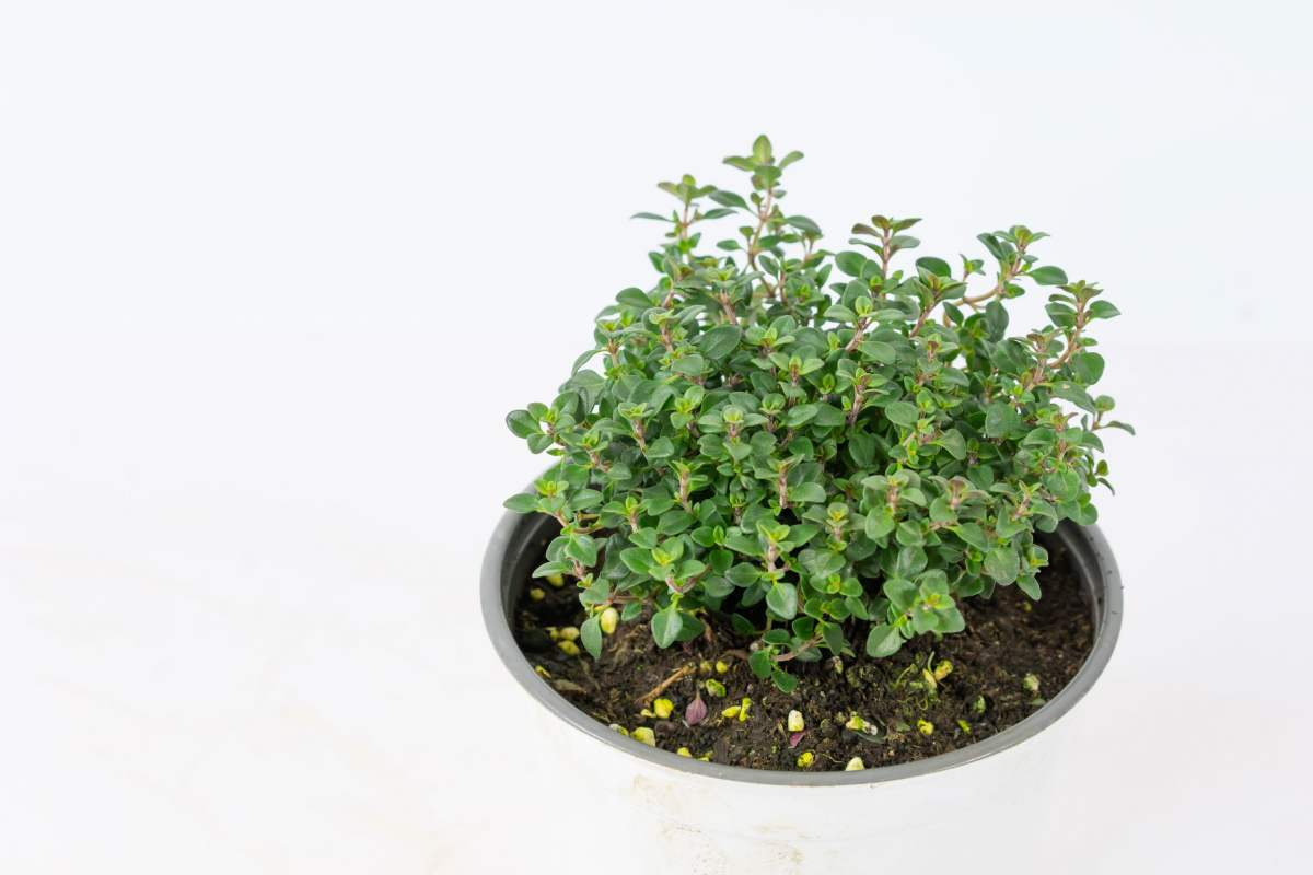 在还没有进阶养花大神时,4种花还是要慎买,基本上买一盆死一盆休闲区蓝鸢梦想 - Www.slyday.coM 在还没有进阶养花大神时,4种花还是要慎买,基本上买一盆死一盆休闲区蓝鸢梦想 - Www.slyday.coM