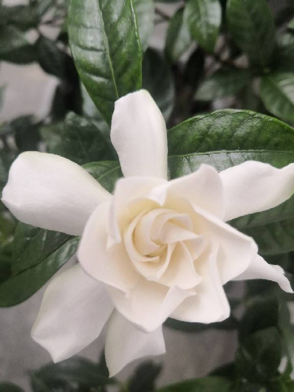 在还没有进阶养花大神时,4种花还是要慎买,基本上买一盆死一盆休闲区蓝鸢梦想 - Www.slyday.coM 在还没有进阶养花大神时,4种花还是要慎买,基本上买一盆死一盆休闲区蓝鸢梦想 - Www.slyday.coM