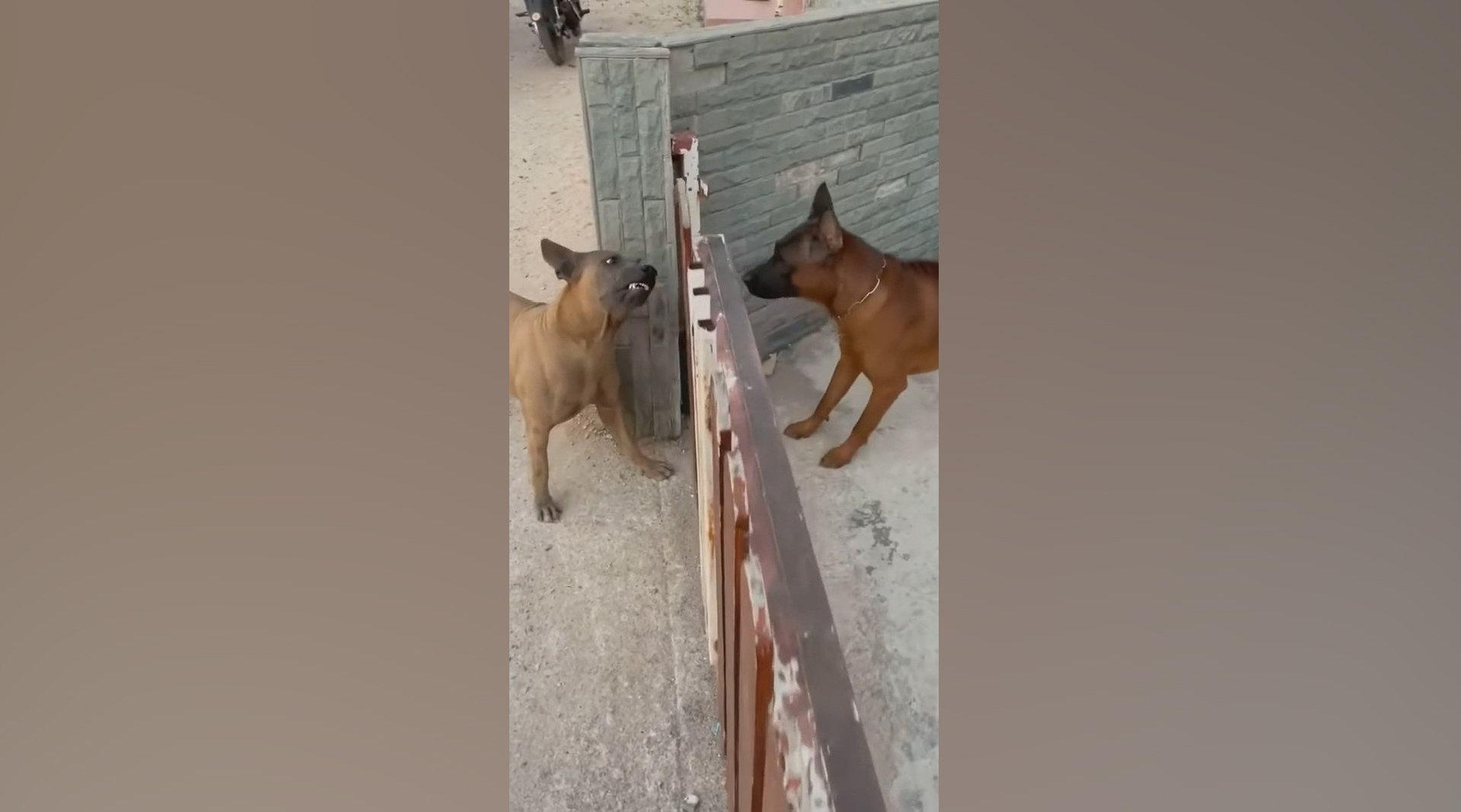 狗狗对空气狂叫的原因 狗狗看到人类看不见的东西吗