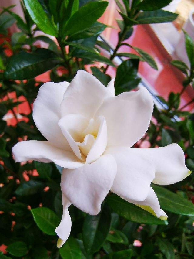 在还没有进阶养花大神时,4种花还是要慎买,基本上买一盆死一盆休闲区蓝鸢梦想 - Www.slyday.coM 在还没有进阶养花大神时,4种花还是要慎买,基本上买一盆死一盆休闲区蓝鸢梦想 - Www.slyday.coM