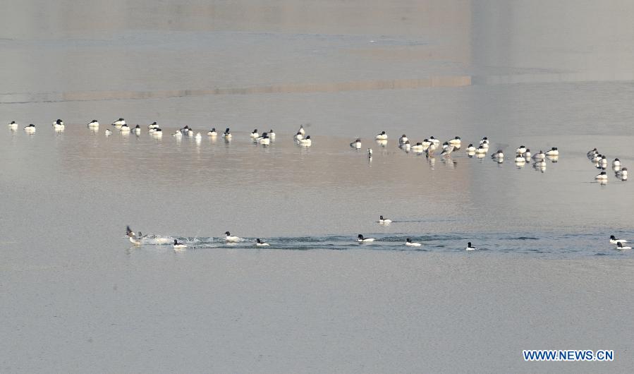 Birds rest at the Yongding River in Beijing Garden Expo Park in Beijing, capital of China, Jan. 21, 2021. (Xinhua/Li Xin)