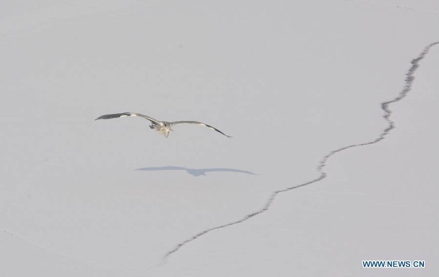 A heron flies over the Yongding River in Beijing Garden Expo Park in Beijing, capital of China, Jan. 21, 2021. (Xinhua/Li Xin)