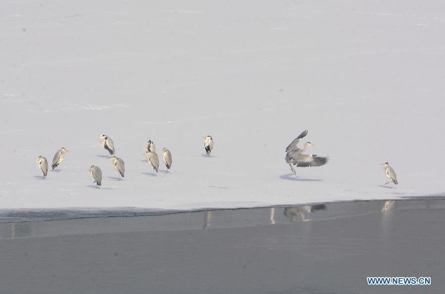 Herons rest at the Yongding River in Beijing Garden Expo Park in Beijing, capital of China, Jan. 21, 2021. (Xinhua/Li Xin)