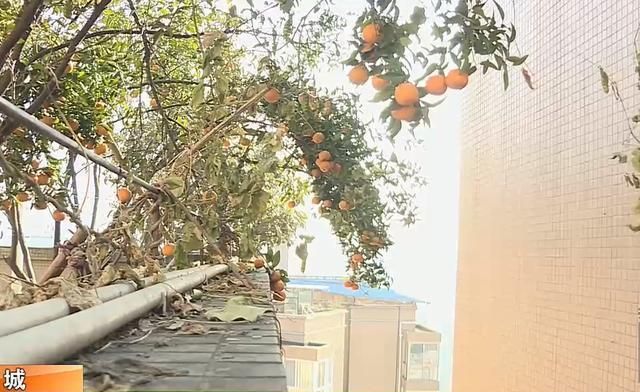 达州一楼顶上果树落下 把楼下住户雨棚砸了一大洞 物业作出回应