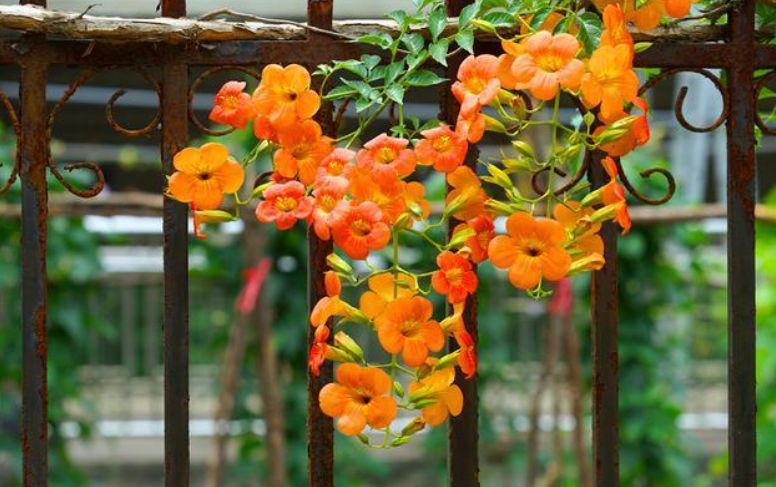 6种真正的爬藤花,不用人为干预,浇点水肥就长,1年变"花墙"