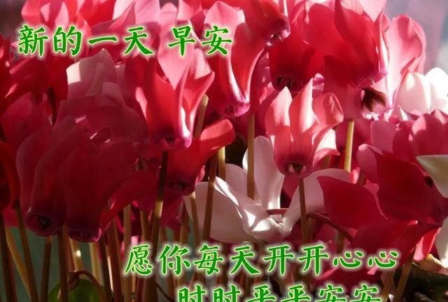 最漂亮早上好图片大全动态表情 问候大家早上好的图片祝福语