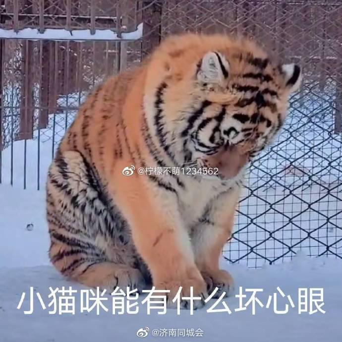 小脑斧能有什么坏心眼呢676767小猫咪能有什么坏心眼呢