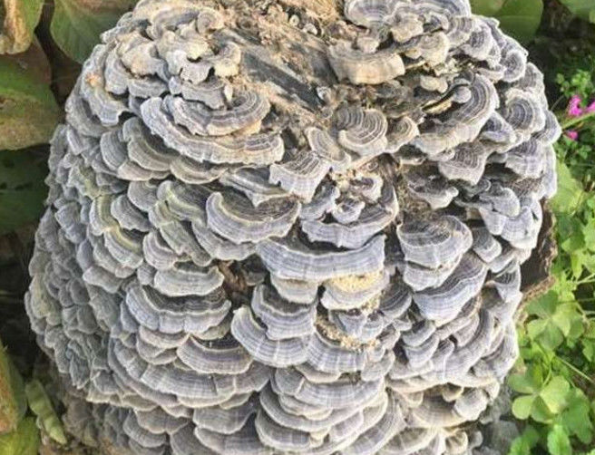 男子以为深山内这些都是野蘑菇,老农竟然说是千年灵芝