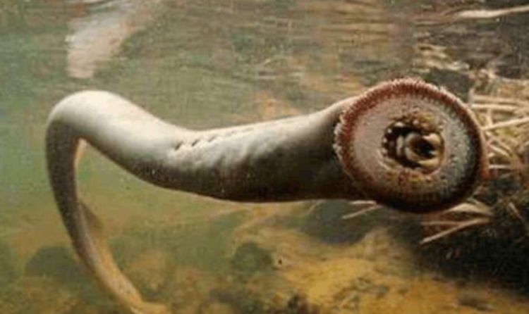 男子海底发现神秘生物,当他看清后,整个人不寒而栗