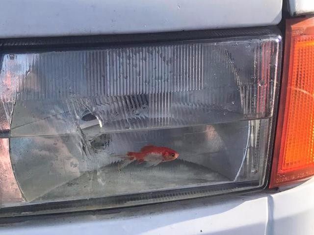 水族缸排行_2014年中国水族箱品牌企业排名TOP10(2)