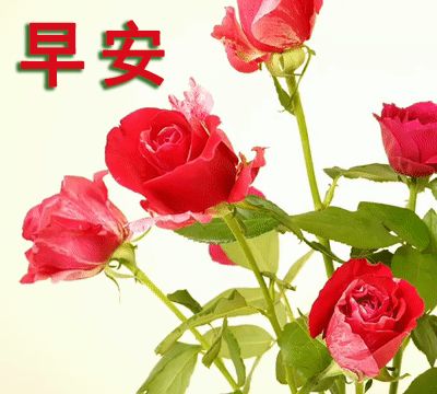 2021立春早安图片,2020最新唯美图片早安 早安,2021立春到,愿你的世界春意盎然,人生繁花似锦