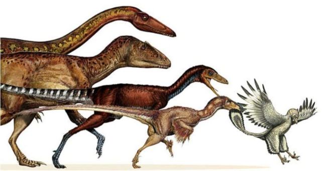 都说鸟类是恐龙进化的巨型恐龙怎么会变成小鸟变小也是进化吗