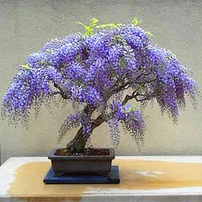紫藤盆景培育方法