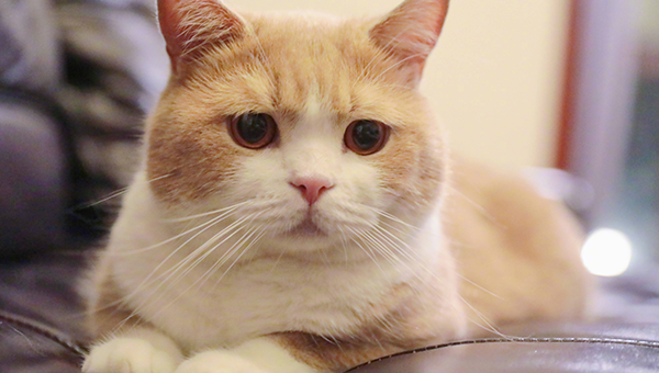 一生总能顺风顺水，运气旺盛，福气满满的三大生肖