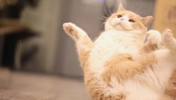 一生总能顺风顺水，运气旺盛，福气满满的三大生肖