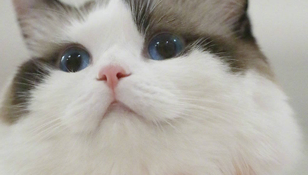 一生总能顺风顺水，运气旺盛，福气满满的三大生肖