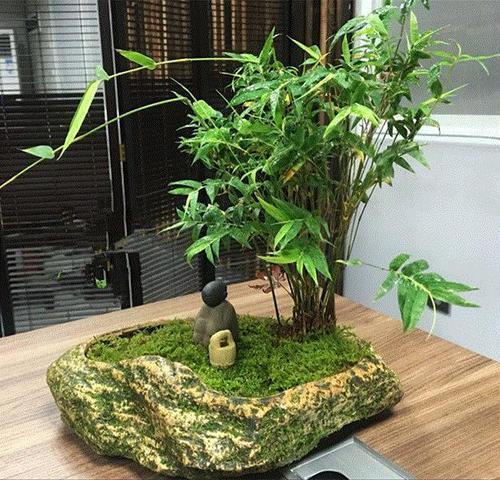 这几种竹子不常见但是造型奇特非常吸睛