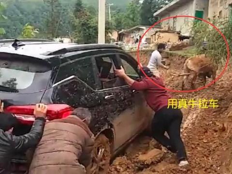 实拍云南一农村道路泥泞不堪,小车陷入泥地,还用黄牛拖车