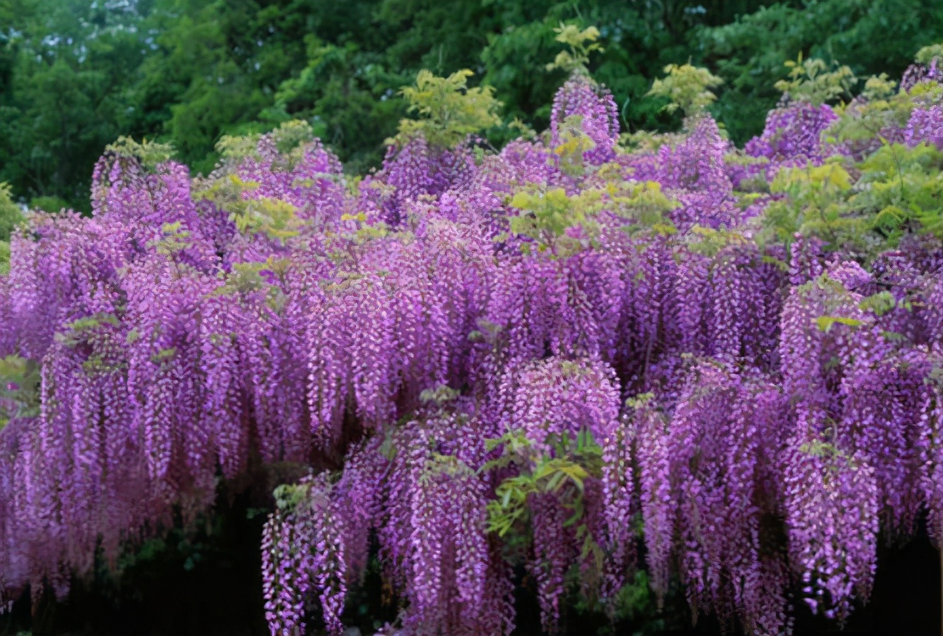 紫藤的花朵高清图片-千叶网