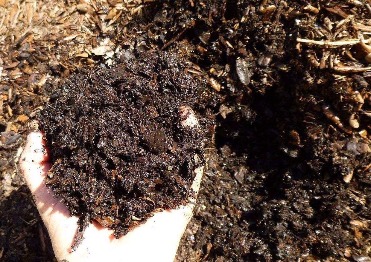 养花土很重要腐叶土更吃香刚挖回家的腐叶土