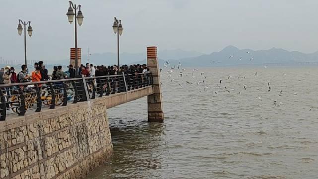 深圳，深圳湾公园，飞鸟翔集 这个角落人最多，海鸥在争抢吃的……_新浪新闻
