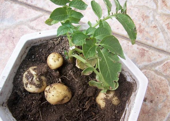 那么我们应该什么时候去栽种土豆呢?