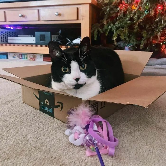 ��ֻ��ţèƽʱϲ������������վ����Ϣ���ͺ�����һֻ���ȵ����