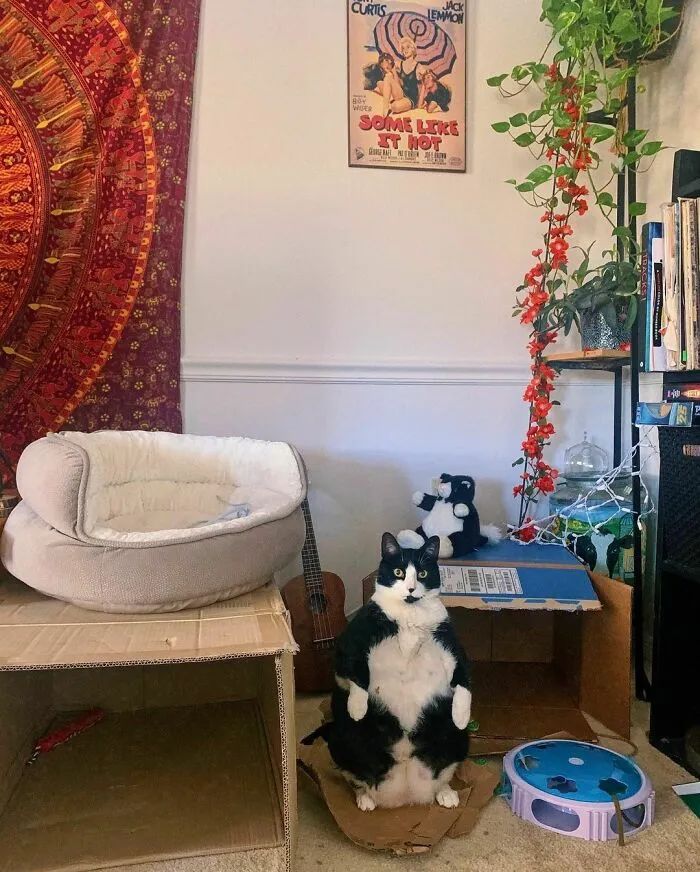 ��ֻ��ţèƽʱϲ������������վ����Ϣ���ͺ�����һֻ���ȵ����