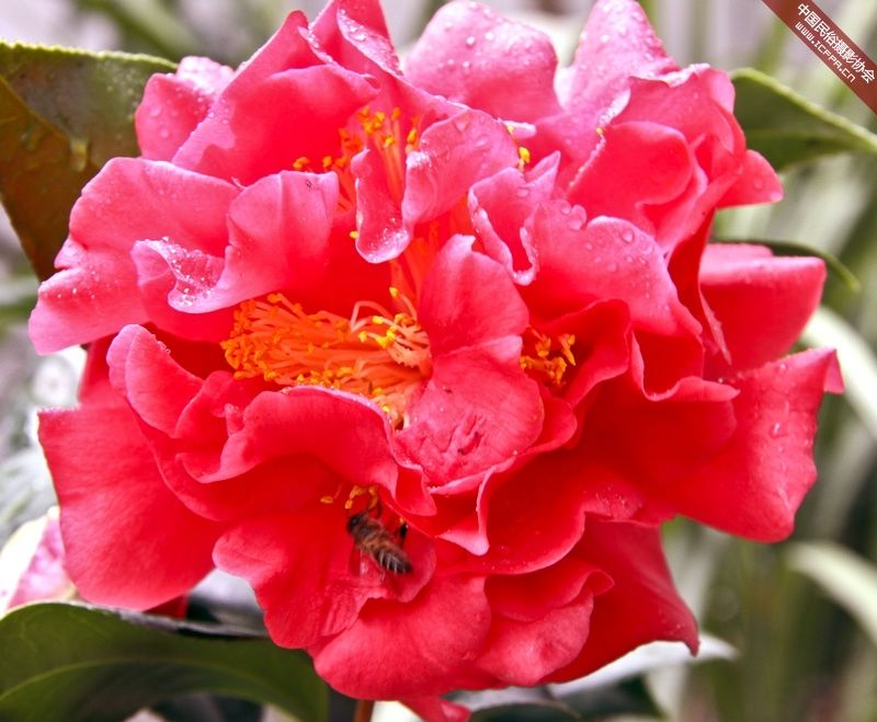 此花被誉为"茶花之王",拥有九心十八瓣,花大色艳!