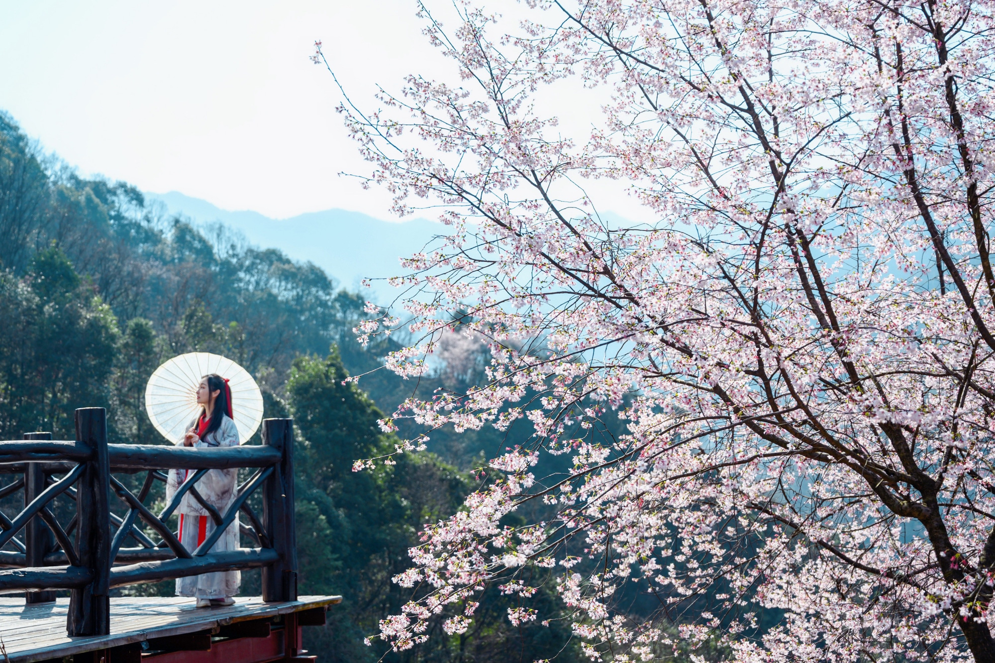 杭州藏着一个小众的赏樱胜地，山间的野樱花让人沉醉