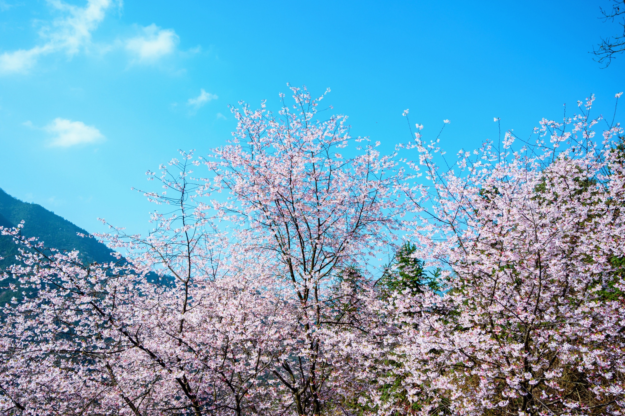 杭州藏着一个小众的赏樱胜地，山间的野樱花让人沉醉