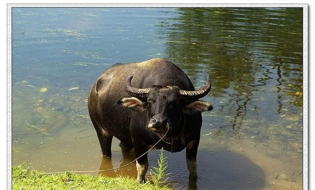 鲸和海豚为什么能杂交?同样是牛的水牛黄牛却不能杂交...