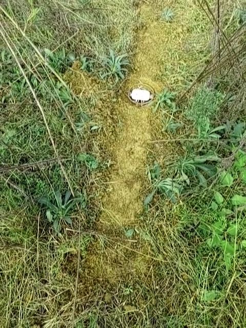 小伙在猎场下夹子夹野兔,结果第二天夹到这么个玩意|夹子|猎场|野兔