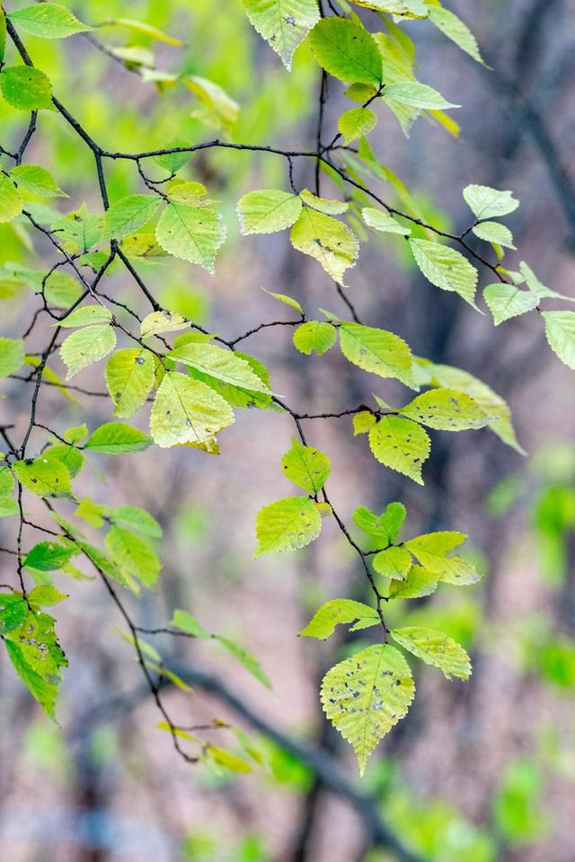 来看看中国道教第一山吧！道家香烟袅袅之下的山清水秀