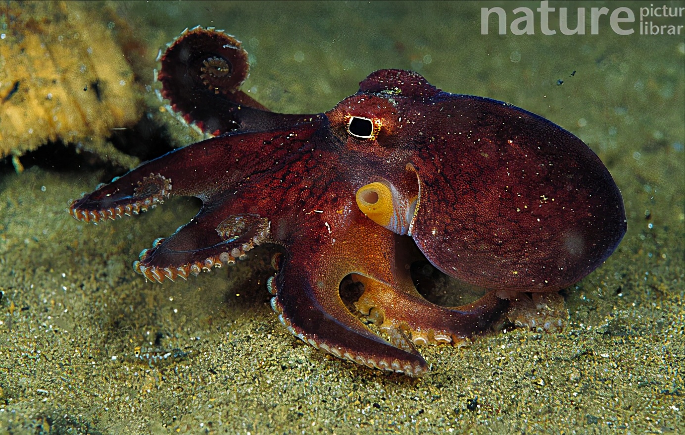 教你一个章鱼小丸子的做法，简单好学，吃起来有弹性，会做的不多 - 知乎