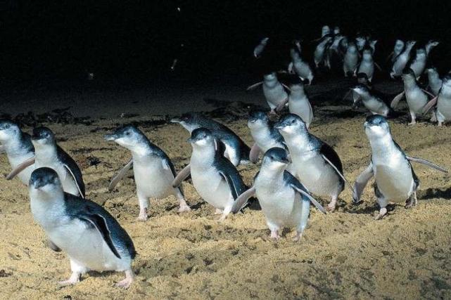 澳洲小企鹅游行，冒险家将亲自直播，卡哇伊在线！