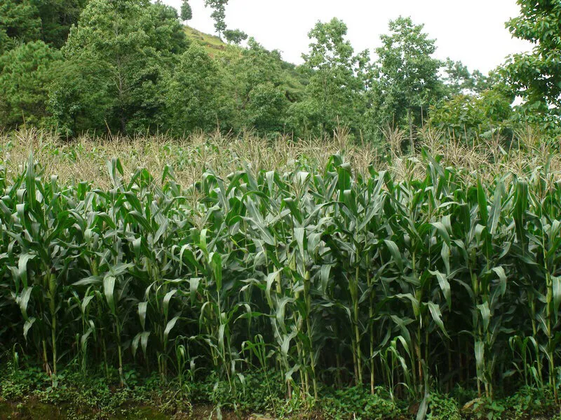 农村玉米地里杂草,要根据玉米成长的阶段而定,不必都拔出
