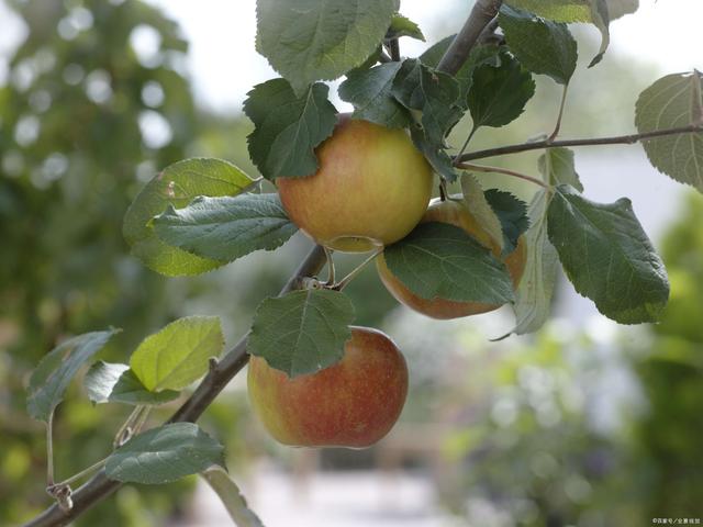 它们被称为“水果之王”，营养价值高，家中种上几棵，漂亮又好养
