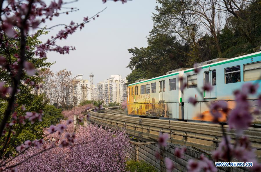 A monorail train runs past blooming flowers at Fotuguan section of Chongqing metro line 2 in southwest China's Chongqing Municipality, Feb. 23, 2021. (Xinhua/Liu Chan)