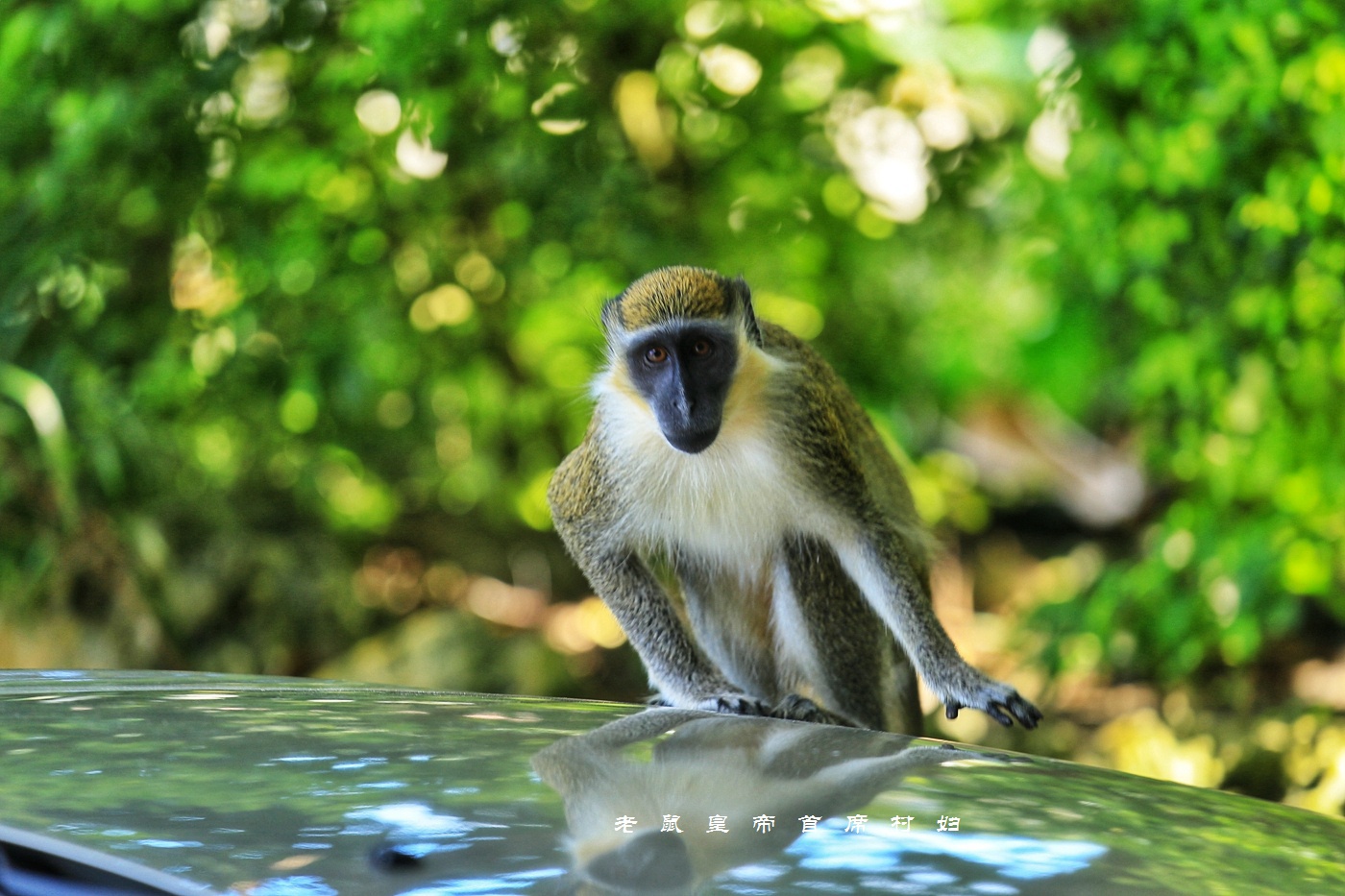猴界王者绿猴子：艾滋病毒源头，70%带毒却不发病，还会说话！|巴巴多斯|艾滋病毒|发病_新浪新闻