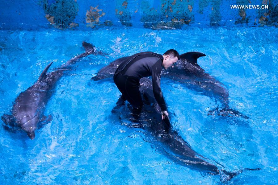 A trainer comforts dolphins before they are transferred at the Harbin Polarland in Harbin, northeast China's Heilongjiang Province, Feb. 27, 2021. (Photo by Zhang Tao/Xinhua)